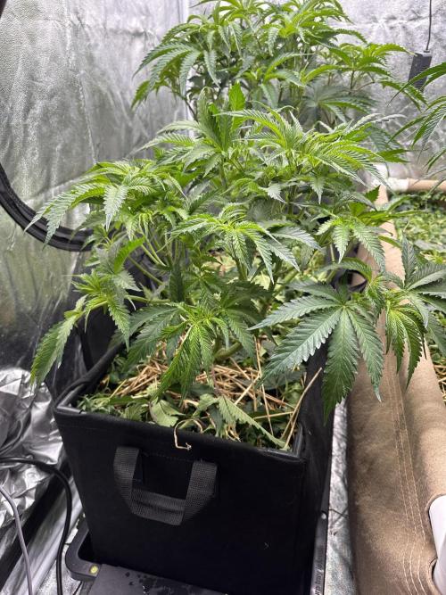 Hella Jelly and Vanilla Frosting- 4x4. Week 9