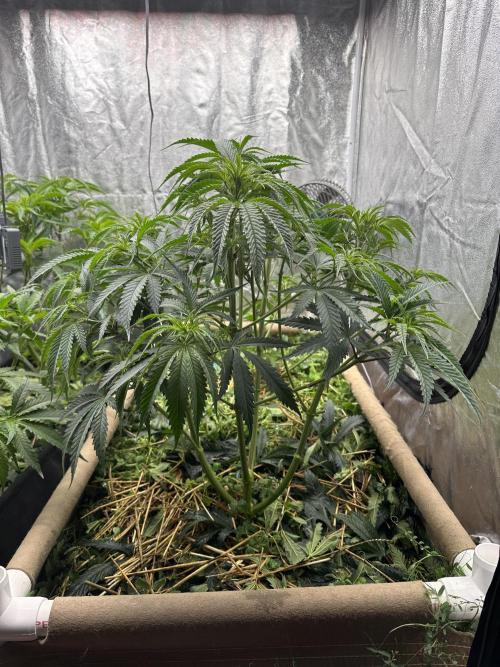 Hella Jelly and Vanilla Frosting- 4x4. Week 9