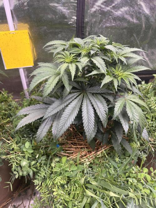 The Dessert Run. Week 6