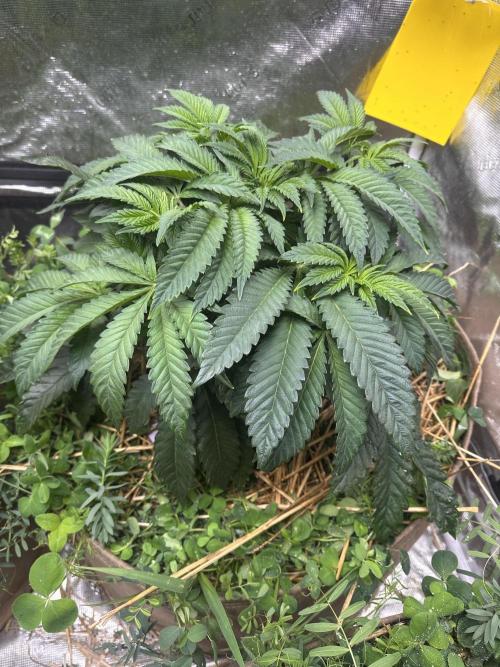 The Dessert Run. Week 6