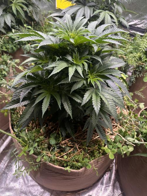 The Dessert Run. Week 6