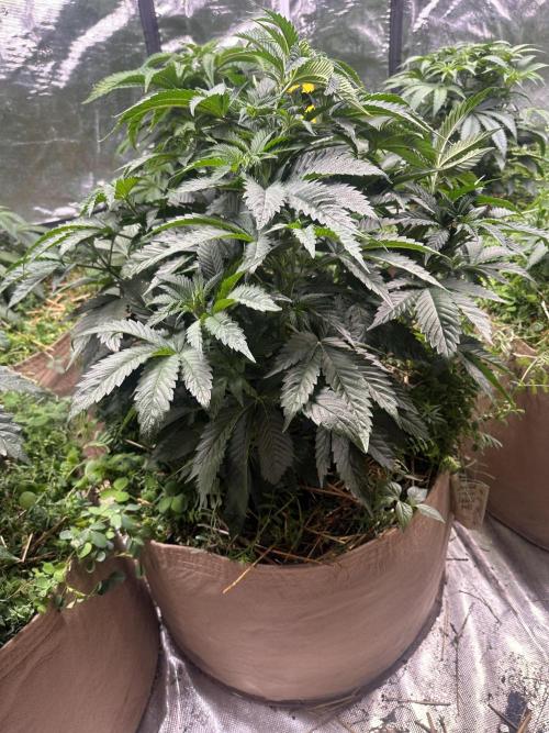 The Dessert Run. Week 6