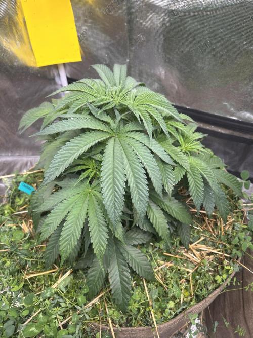 The Dessert Run. Week 6