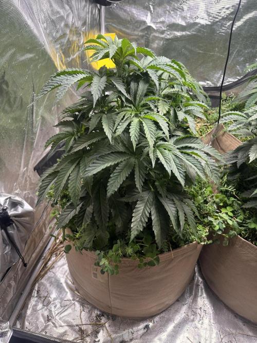 The Dessert Run. Week 6