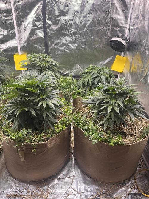 The Dessert Run. Week 6