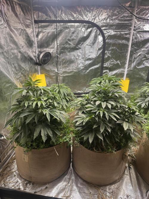 The Dessert Run. Week 6