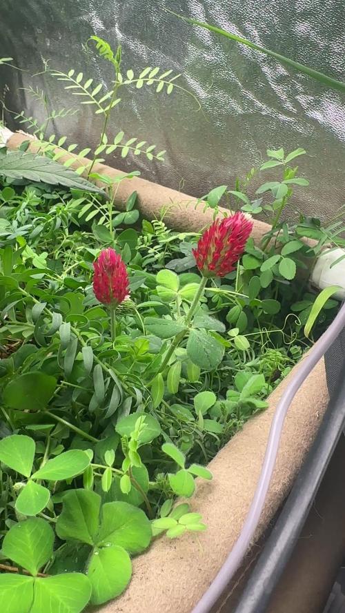 Hella Jelly and Vanilla Frosting- 4x4