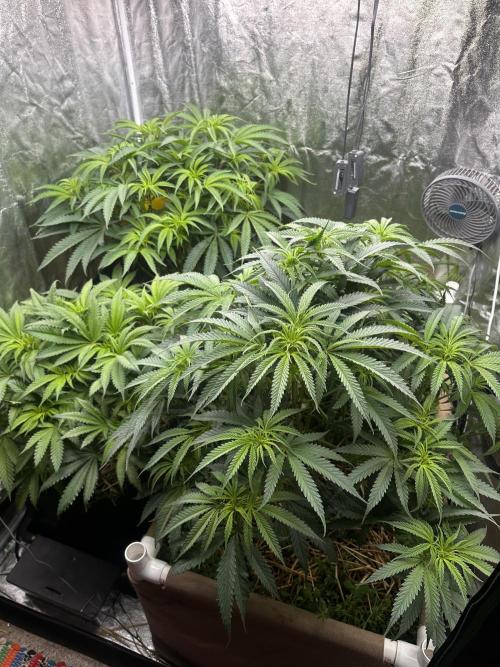 Hella Jelly and Vanilla Frosting- 4x4. Week 10