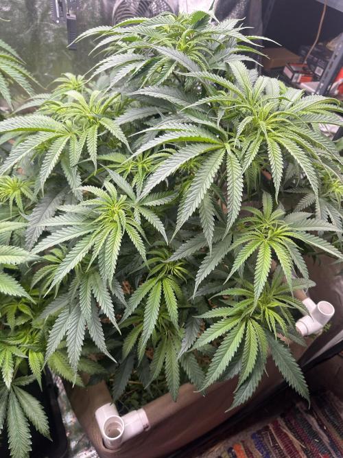 Hella Jelly and Vanilla Frosting- 4x4. Week 10