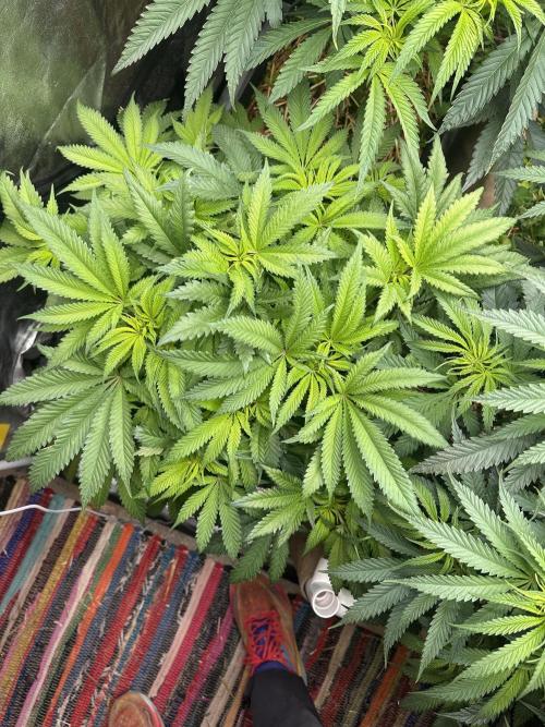 Hella Jelly and Vanilla Frosting- 4x4. Week 10