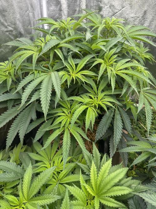 Hella Jelly and Vanilla Frosting- 4x4. Week 10