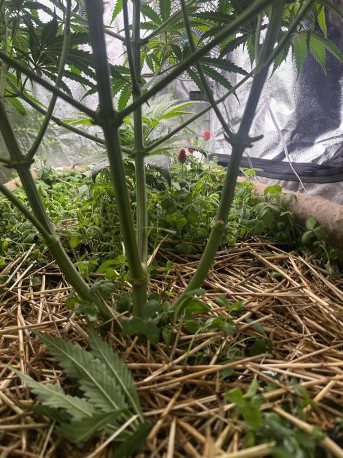 Hella Jelly and Vanilla Frosting- 4x4. Week 10