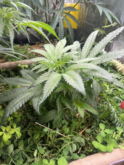 Hella Jelly and Vanilla Frosting- 4x4. Week 10