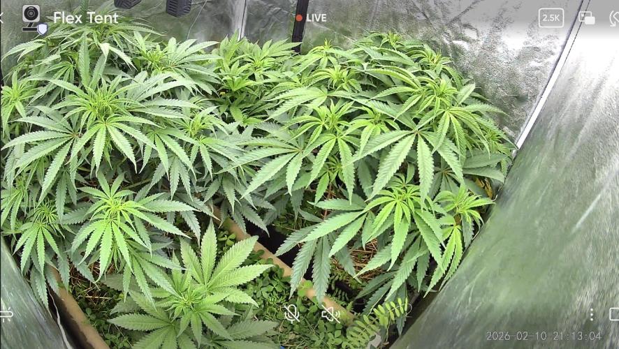 Hella Jelly and Vanilla Frosting- 4x4. Week 10