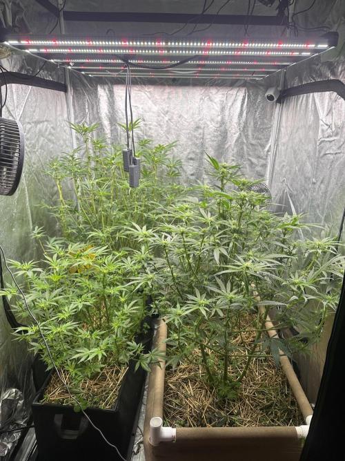 Hella Jelly and Vanilla Frosting- 4x4. Week 11