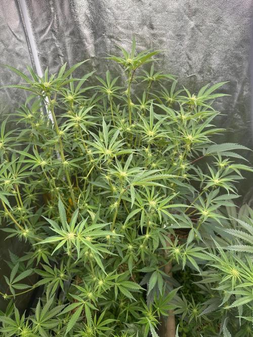 Hella Jelly and Vanilla Frosting- 4x4. Week 11