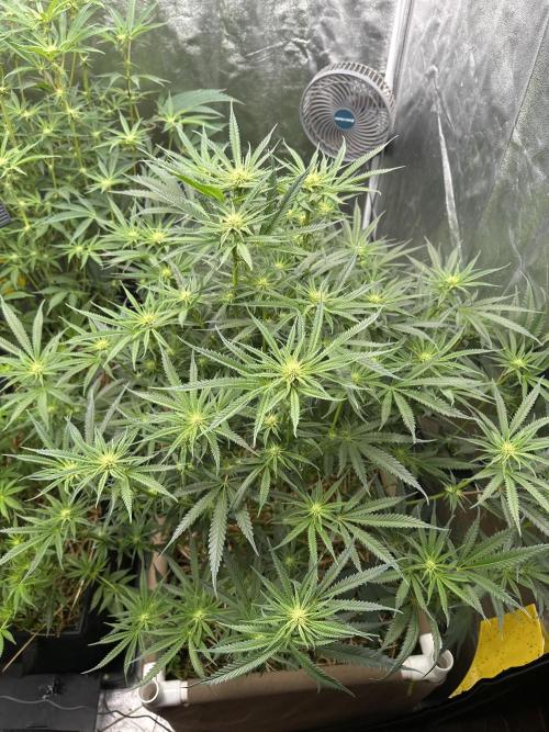 Hella Jelly and Vanilla Frosting- 4x4. Week 11