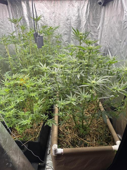 Hella Jelly and Vanilla Frosting- 4x4. Week 11