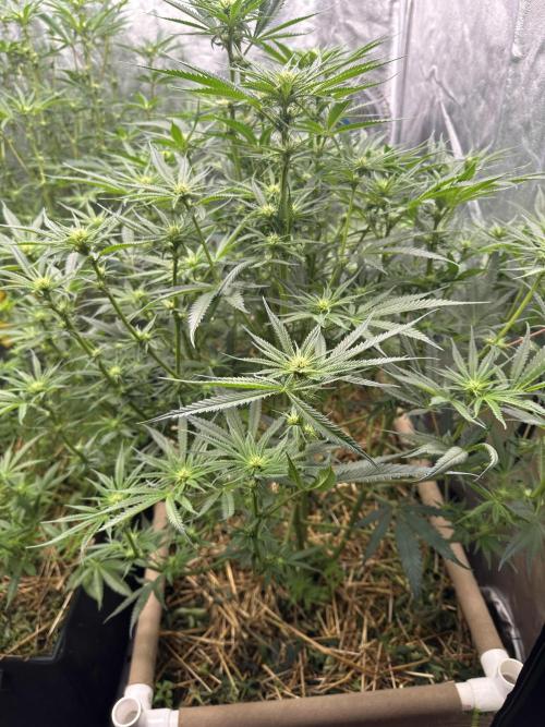 Hella Jelly and Vanilla Frosting- 4x4. Week 11