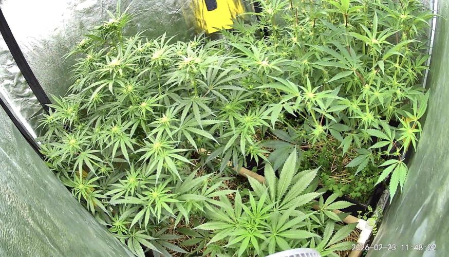 Hella Jelly and Vanilla Frosting- 4x4. Week 11