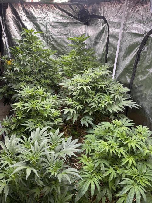 The Dessert Run. Week 9