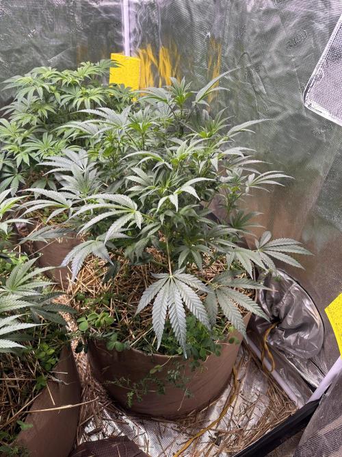 The Dessert Run. Week 9