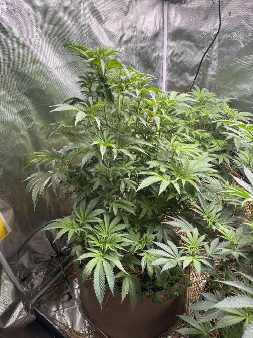 The Dessert Run. Week 9