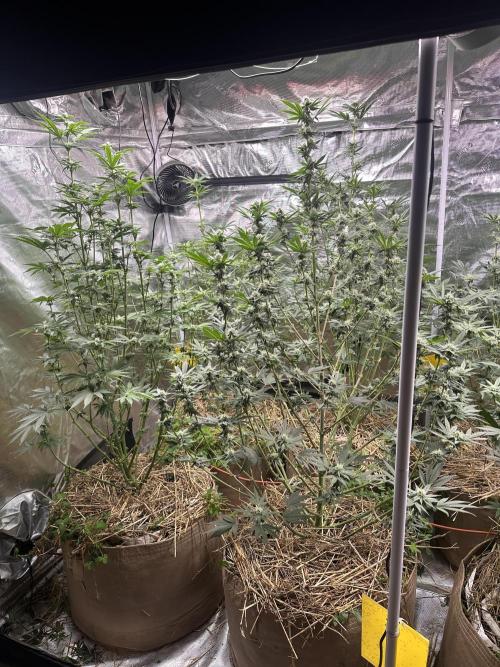 The Dessert Run. Week 10