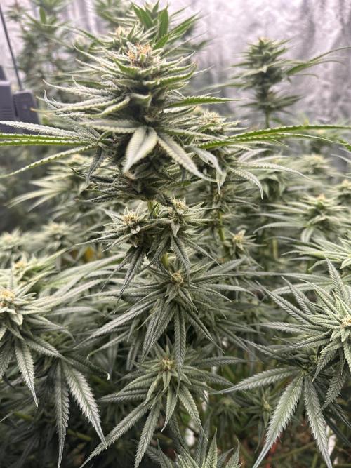 Hella Jelly and Vanilla Frosting- 4x4. Week 14