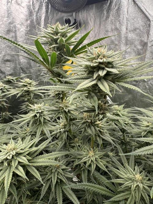Hella Jelly and Vanilla Frosting- 4x4. Week 14