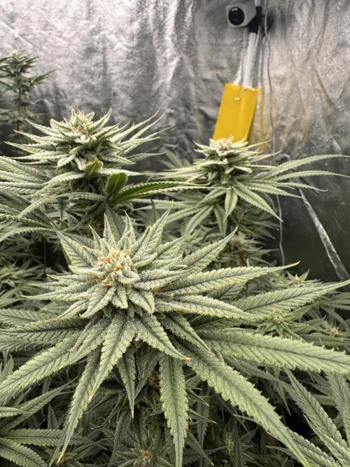 Hella Jelly and Vanilla Frosting- 4x4. Week 14