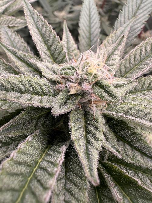 Hella Jelly and Vanilla Frosting- 4x4. Week 14
