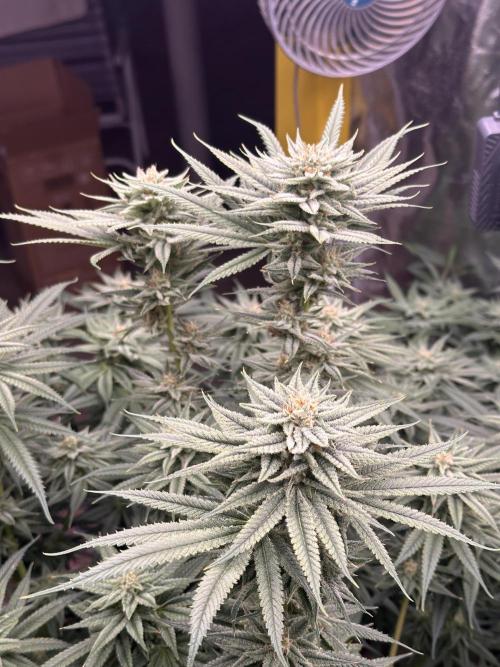 Hella Jelly and Vanilla Frosting- 4x4. Week 14