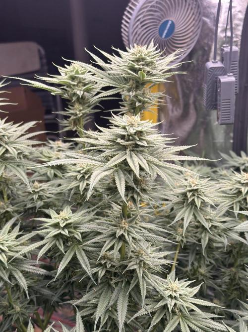 Hella Jelly and Vanilla Frosting- 4x4. Week 14