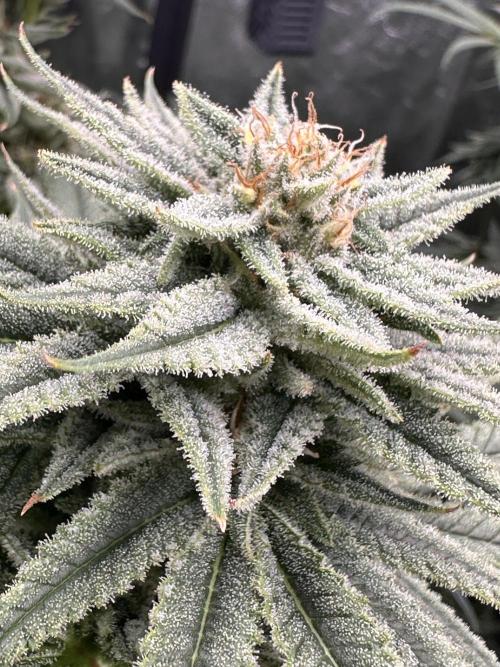 Hella Jelly and Vanilla Frosting- 4x4. Week 14