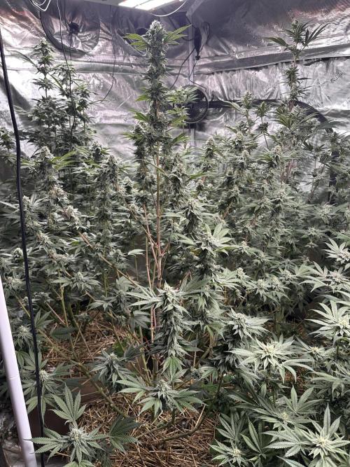 The Dessert Run. Week 14
