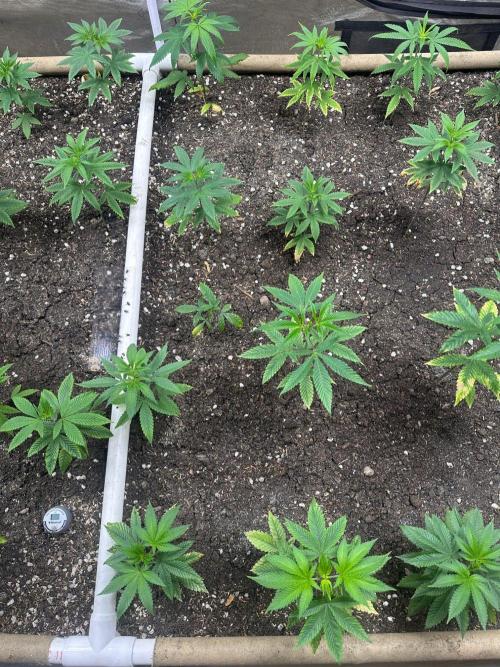 Humboldt CSI/Bodhi Run. Week 1