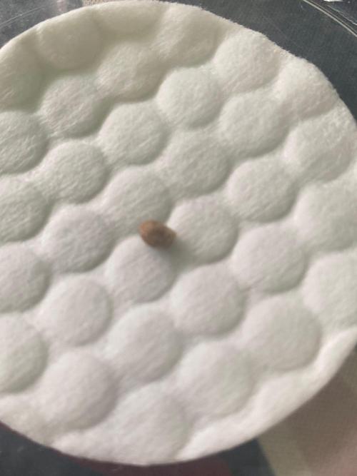 Blueberry auto by Divine. Week 0