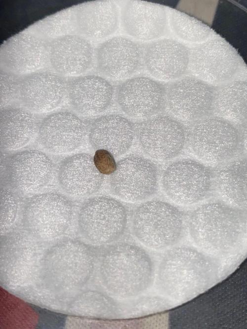 Blueberry auto by Divine. Week 0