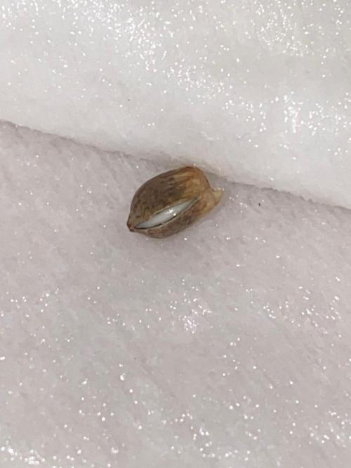 Blueberry auto by Divine. Week 0