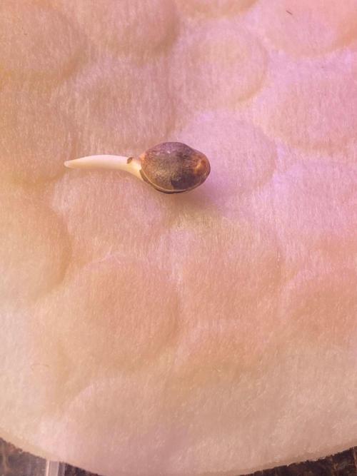 Blueberry auto by Divine. Week 0