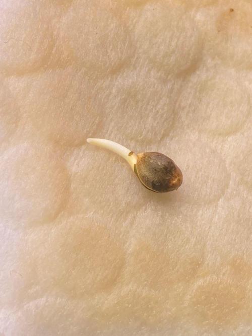 Blueberry auto by Divine. Week 0