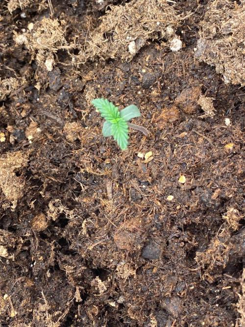 Blueberry auto by Divine. Week 1