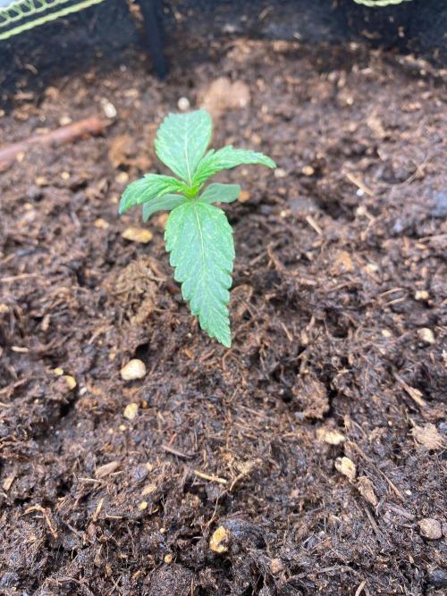 Blueberry auto by Divine. Week 1