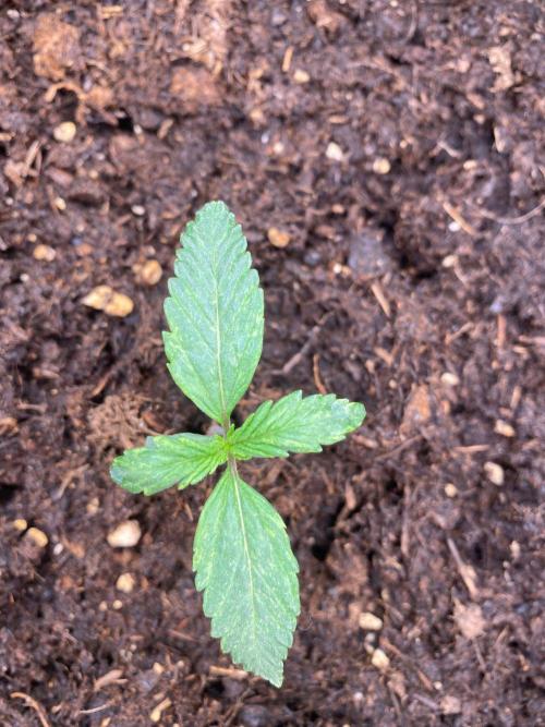 Blueberry auto by Divine. Week 1