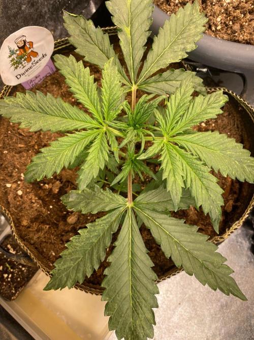 Blueberry auto by Divine. Week 2