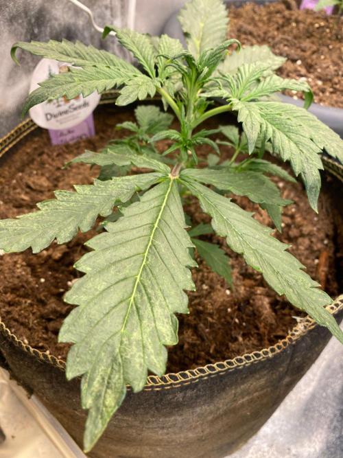 Blueberry auto by Divine. Week 2