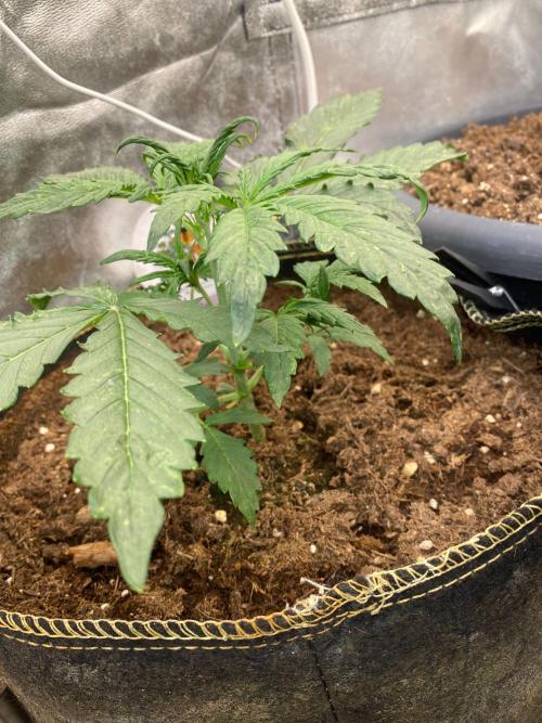 Blueberry auto by Divine. Week 2