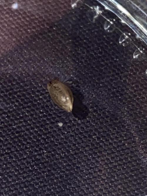 OG of the Father. Week 0