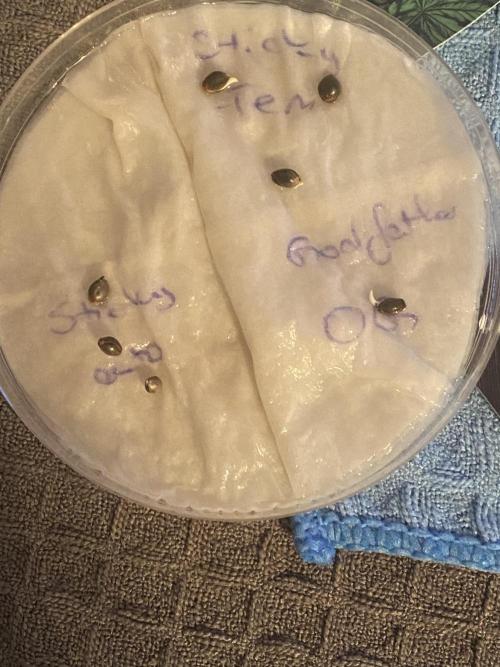 OG of the Father. Week 0